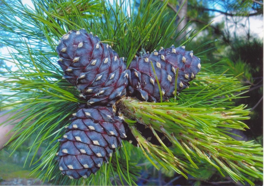 Кедр Сибирский Pinus sibirica