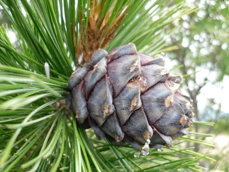 Кедровая сосна шишки