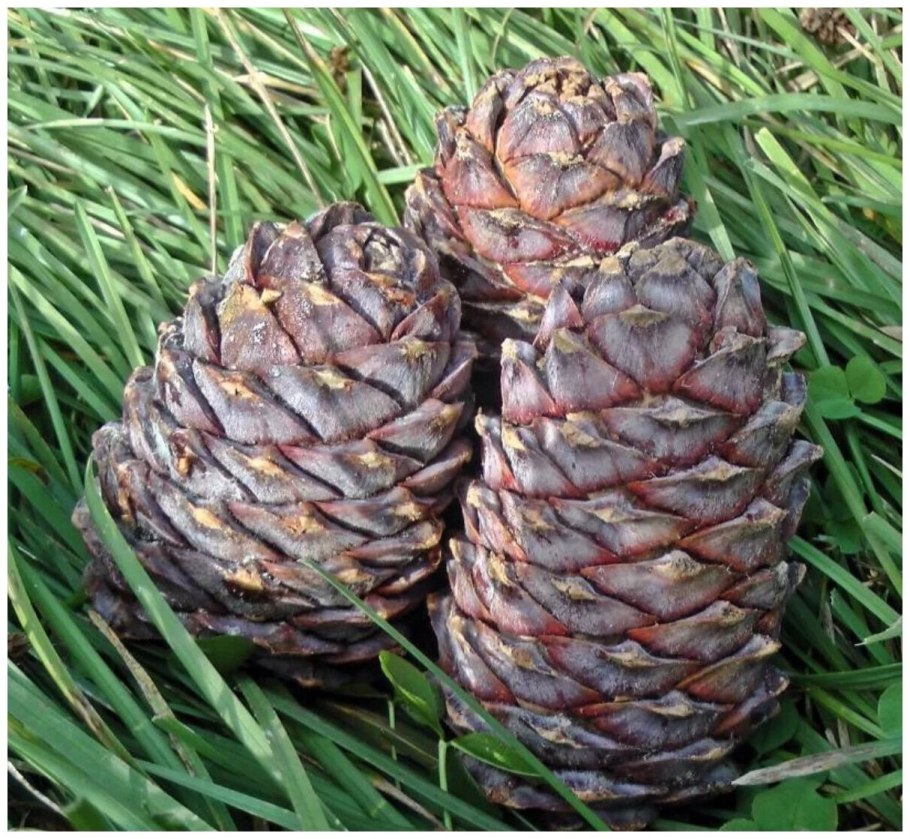 Шишка кедра