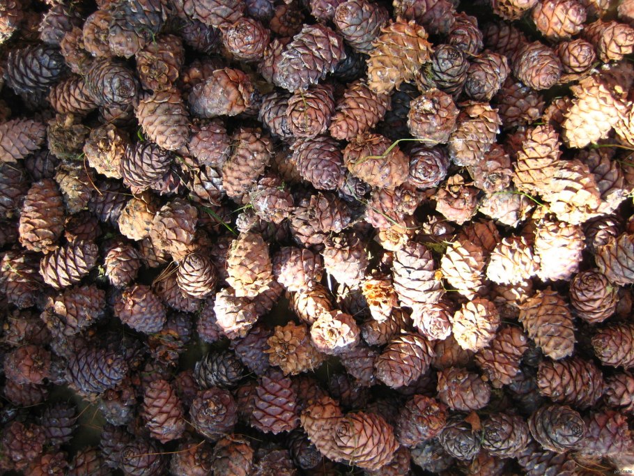 Кедровые шишки