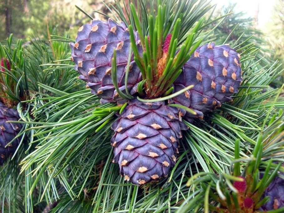 Кедровая сосна шишки