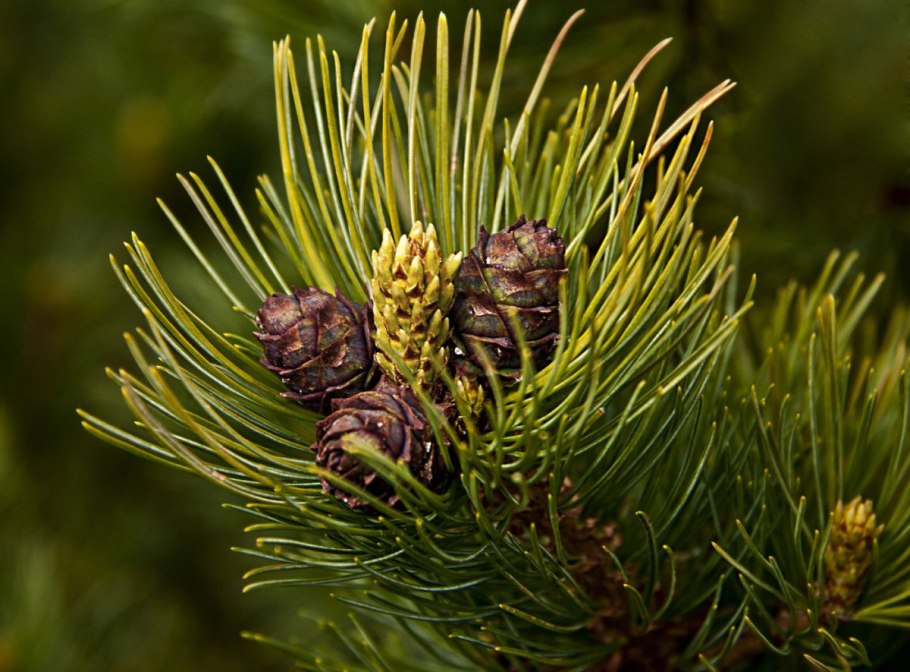 Сосна Кедровый стланик шишки