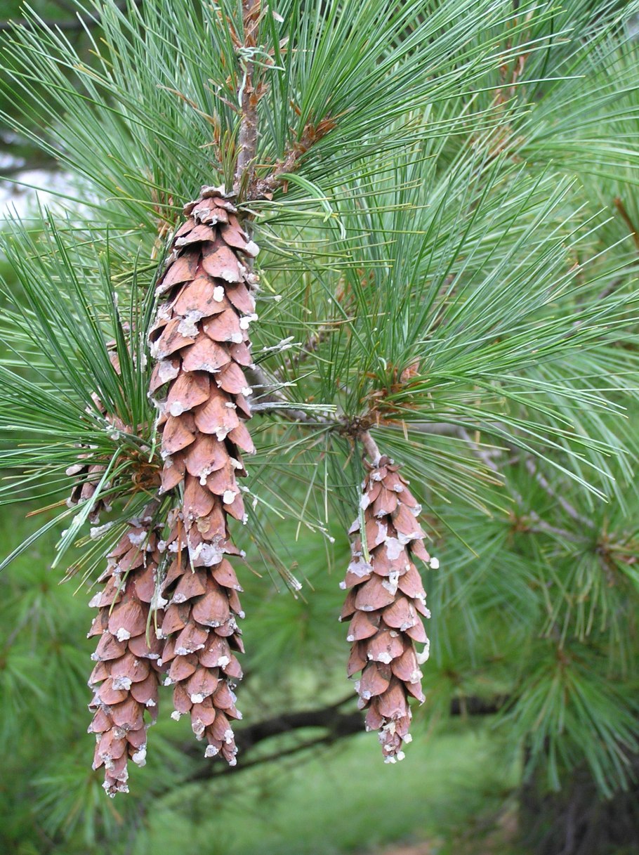 Сосна Кедровая Веймутова