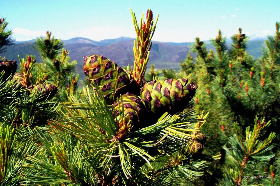 Сосна Кедровая корейская шишка