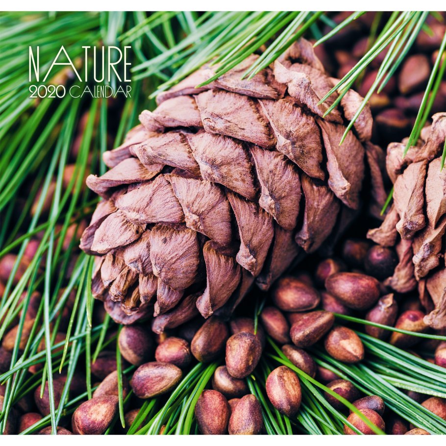 Кедровый орех