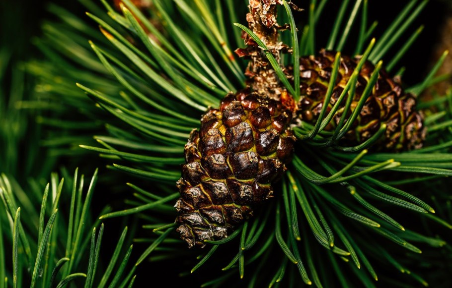 Хвоинки кедра