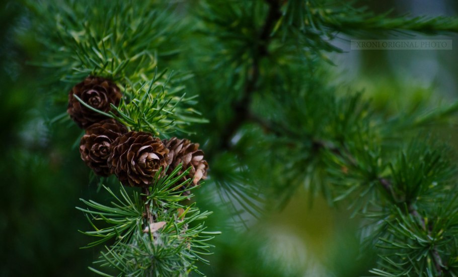 Веточки шишечки Кедровый сосны