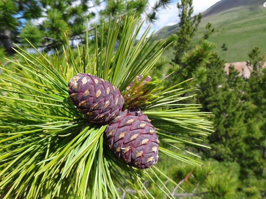 Кедр Сибирский Pinus sibirica