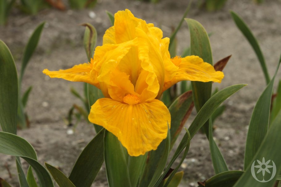 Ирис карликовый Orange Caper