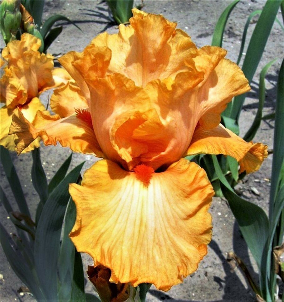 Ирис бородатый оранж
