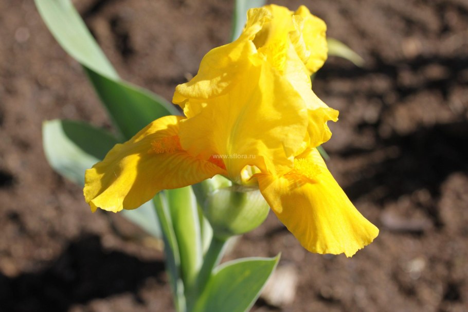 Ирис Orange Caper