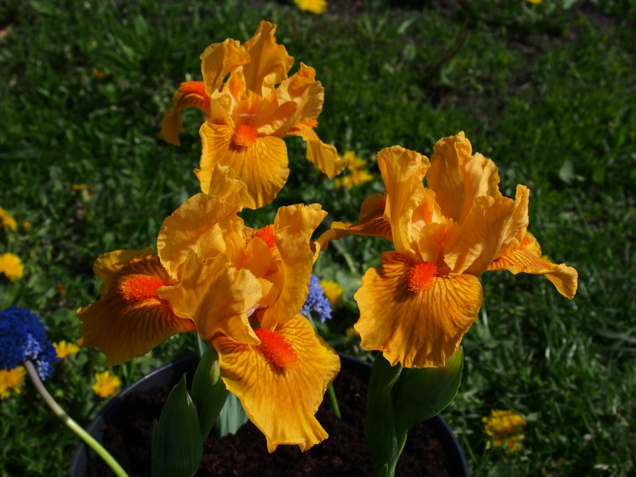 Ирис бородатый карликовый little Bev