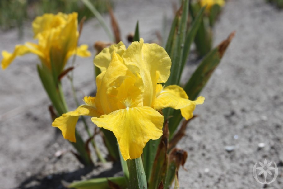 Карликовый Ирис Ringer