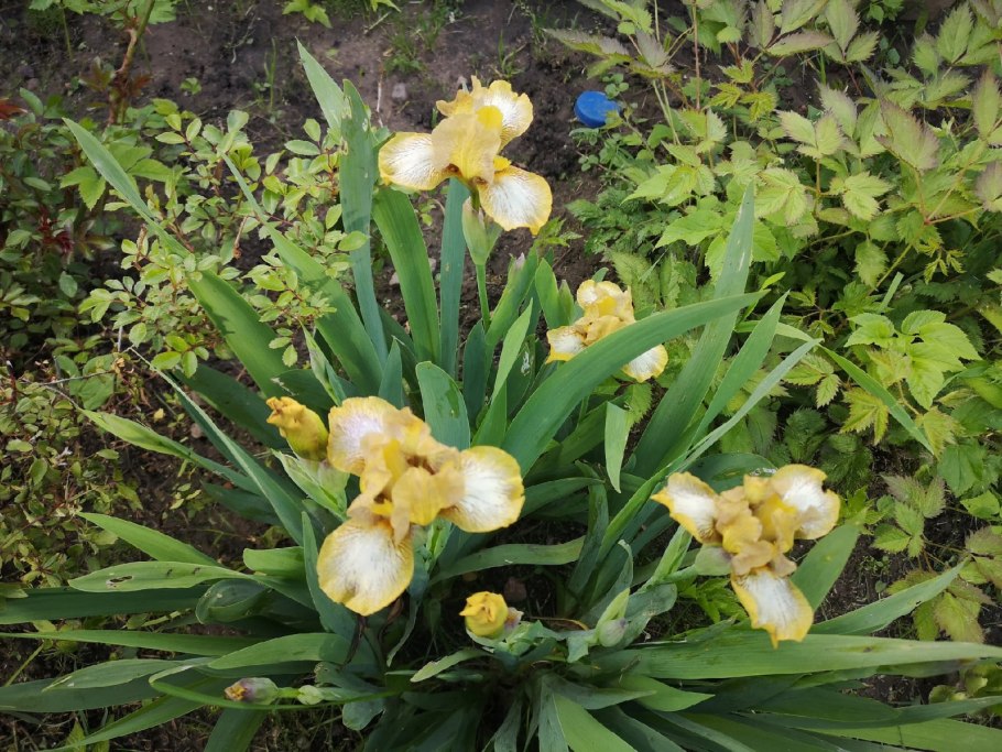 Ирис Лигали оранж