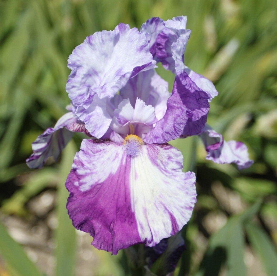 Ирис карликовый Volts