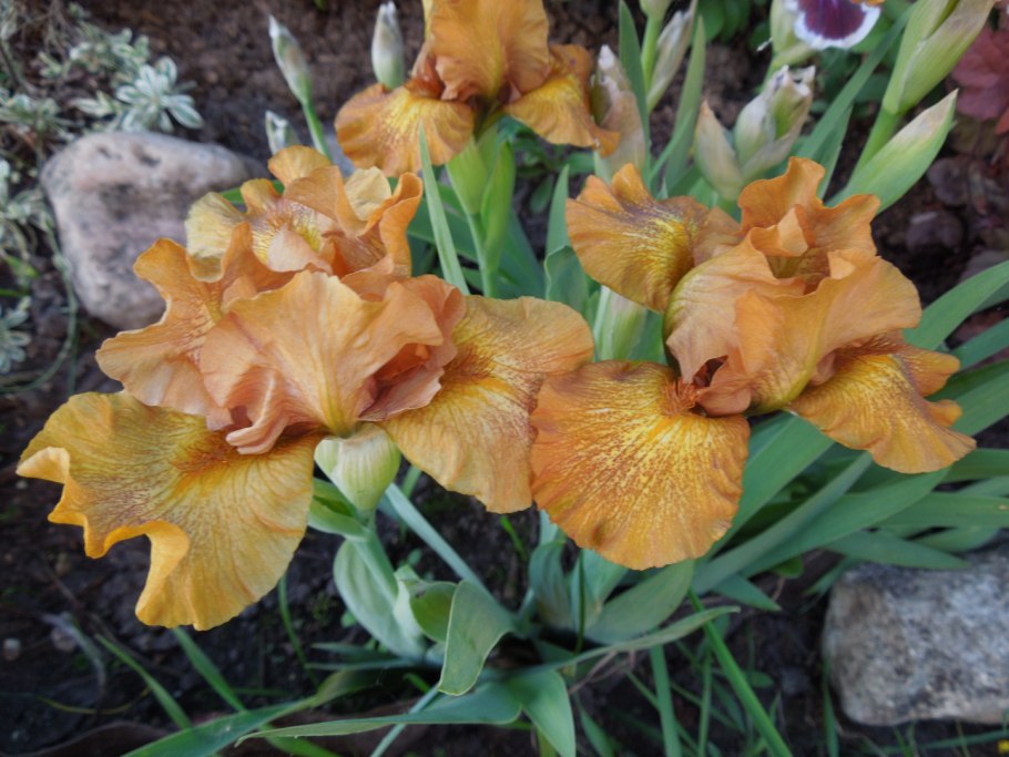 Ирис карликовый Orange Caper