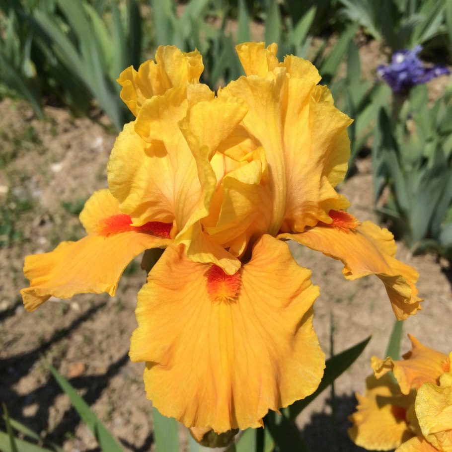 Ирис Фиеста оранж