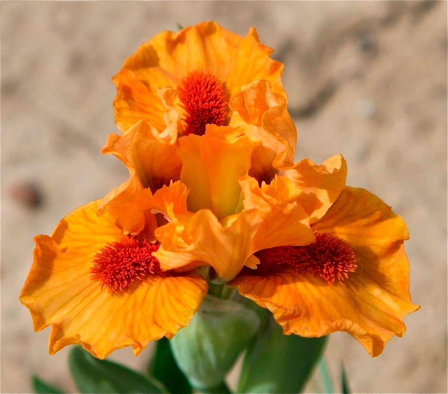 Ирис оранж капер