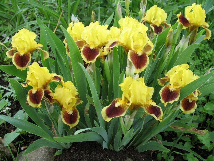 Ирис датч Чоколэт