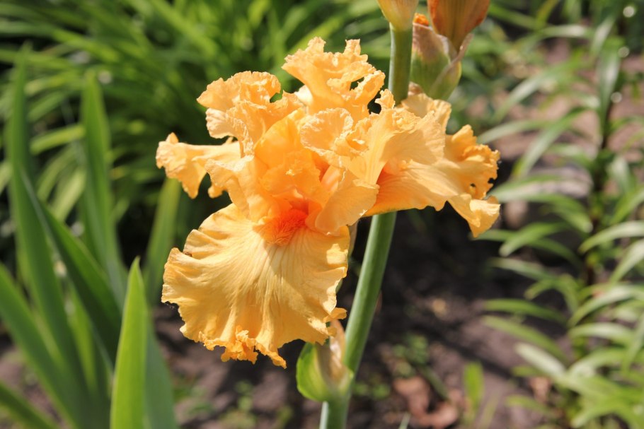 Ирис Сибирский Butter and Sugar