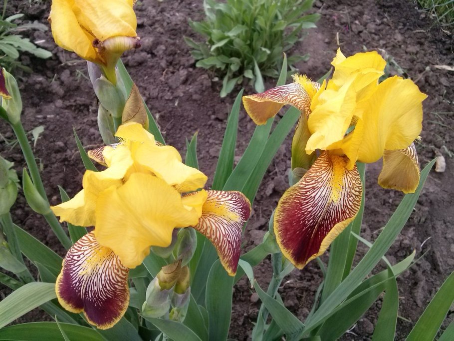 Ирис Касатик карликовый