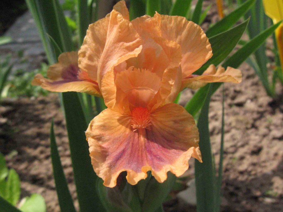 Ирис Gate to Paradise