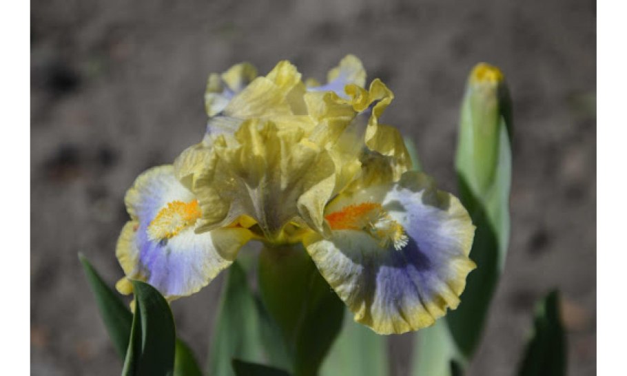 Iris cristata Abbey's Violet