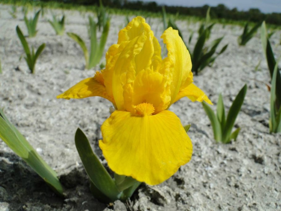 Ирис карликовый Орандж капер