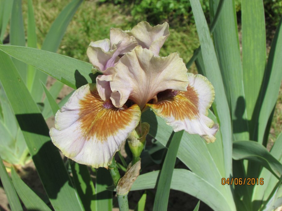 Ирис бородатый - Iris barbatula