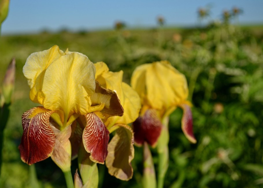 Ирис карликовый Берил Грин