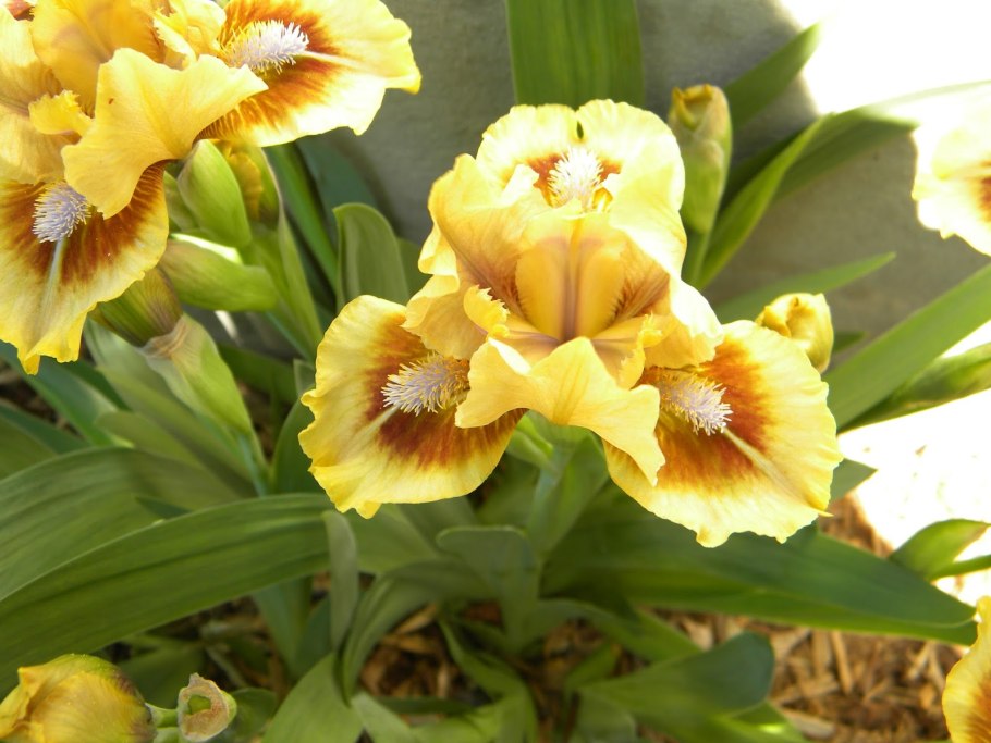 Ирис карликовый Valedictorian