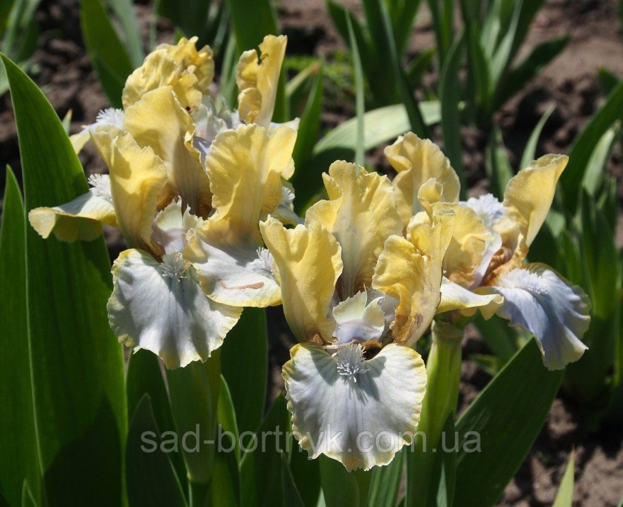 Желтый цветок распустился в феврале похож на карликовый иристся