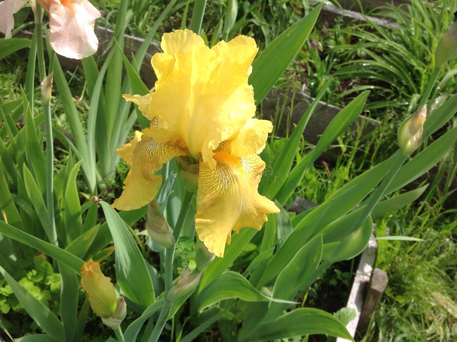 Ирис карликовый Eye of Newt