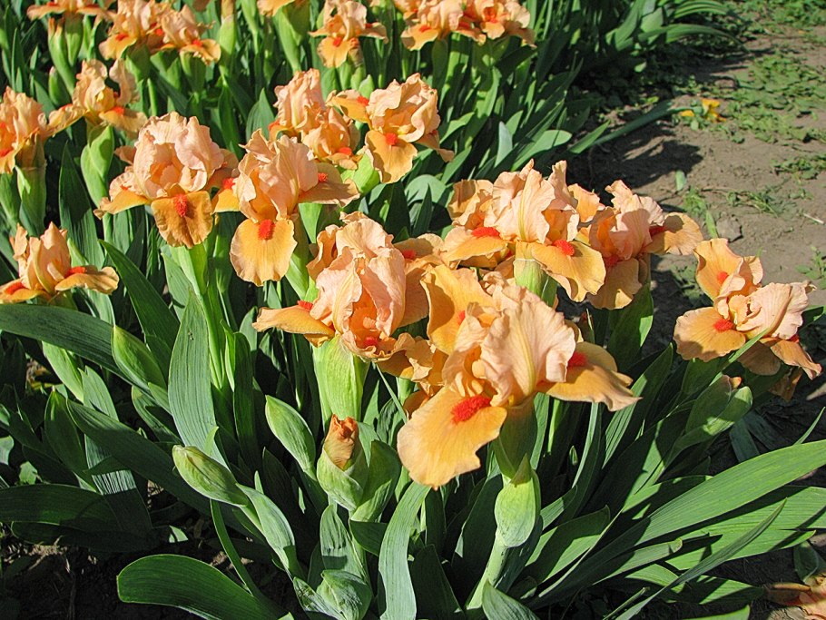 Iris pumila 'Yellow Star'