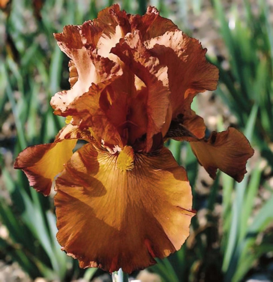 Ирис джойфул лав