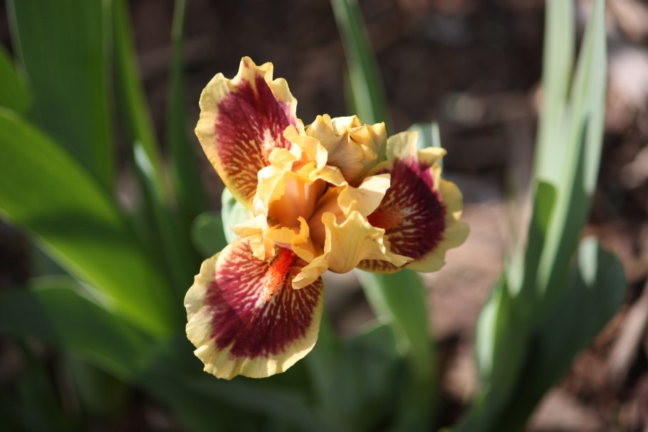 Ирис бородатый латте