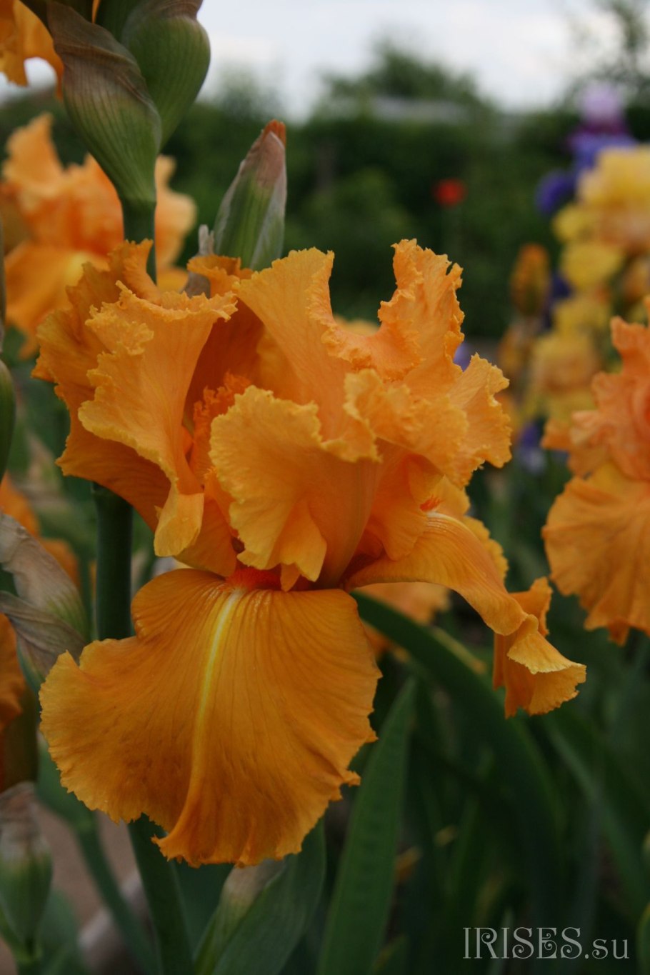 Ирис карликовый Valedictorian