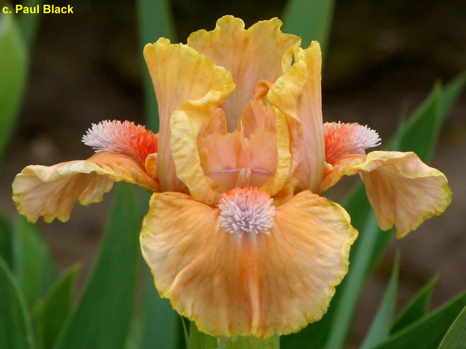 Ирис карликовый Ривитинг