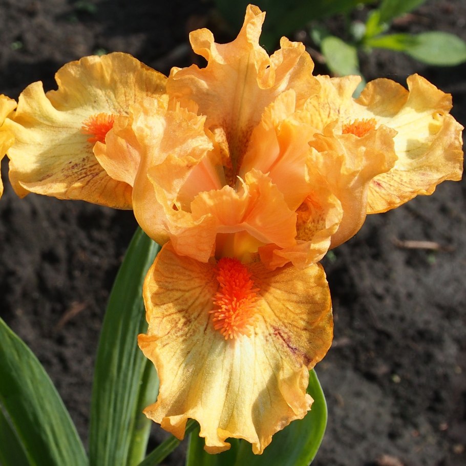 Карликовый Ирис Айрис