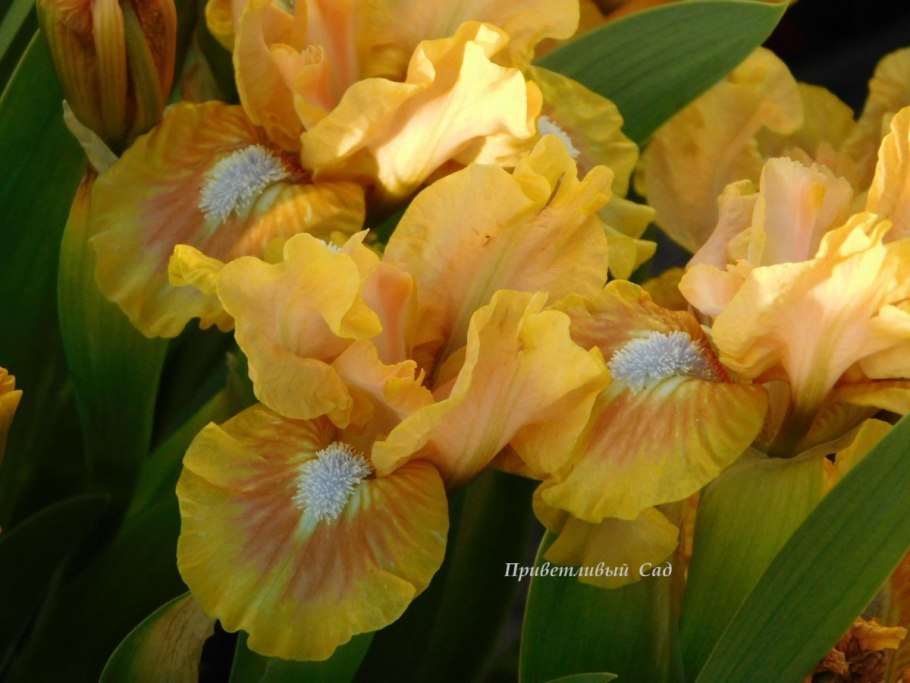 Тюльпан Party Clown