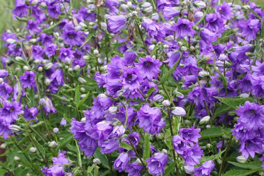 Колокольчик Кампанула крапиволистный