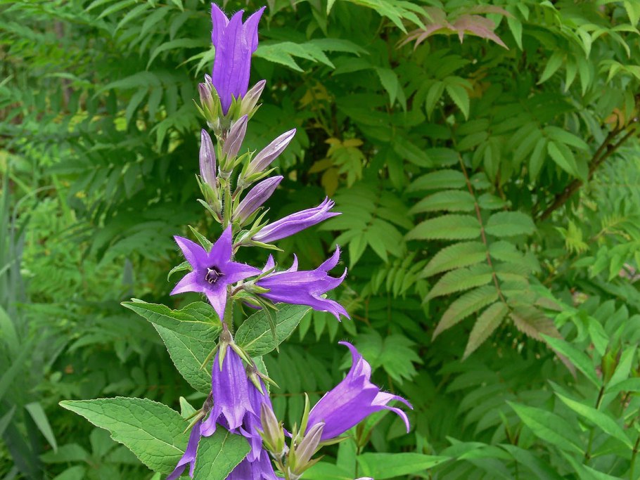 Колокольчик широколистный