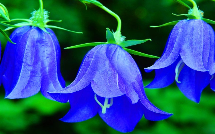 Кампанула колокольчик цветок