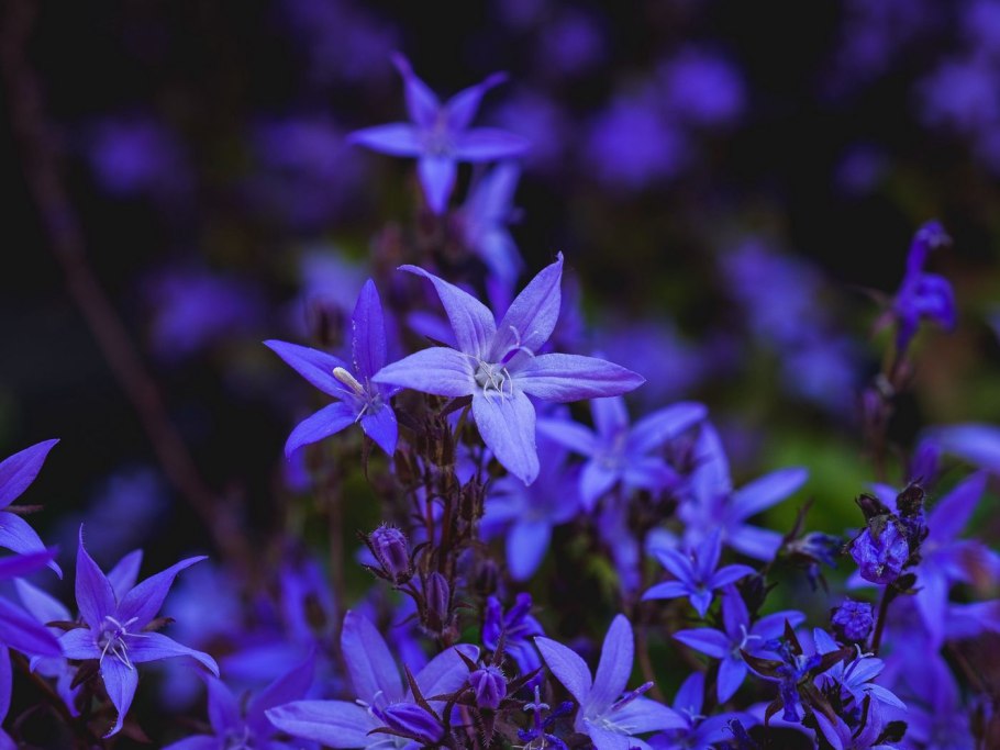 Цветок не соревнуется с другими цветами