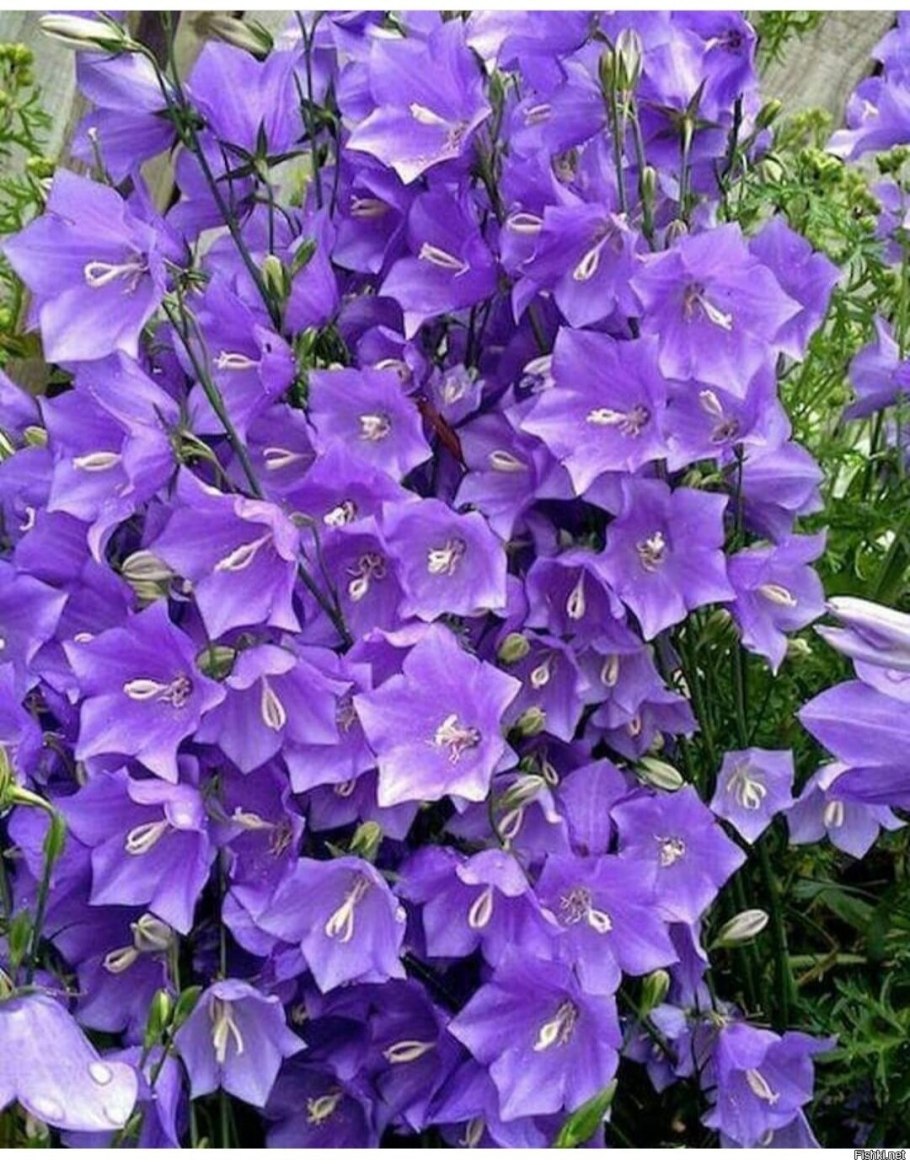 Кампанула колокольчик цветок