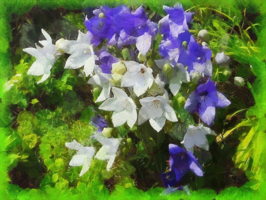 Колокольчик платикодон синий