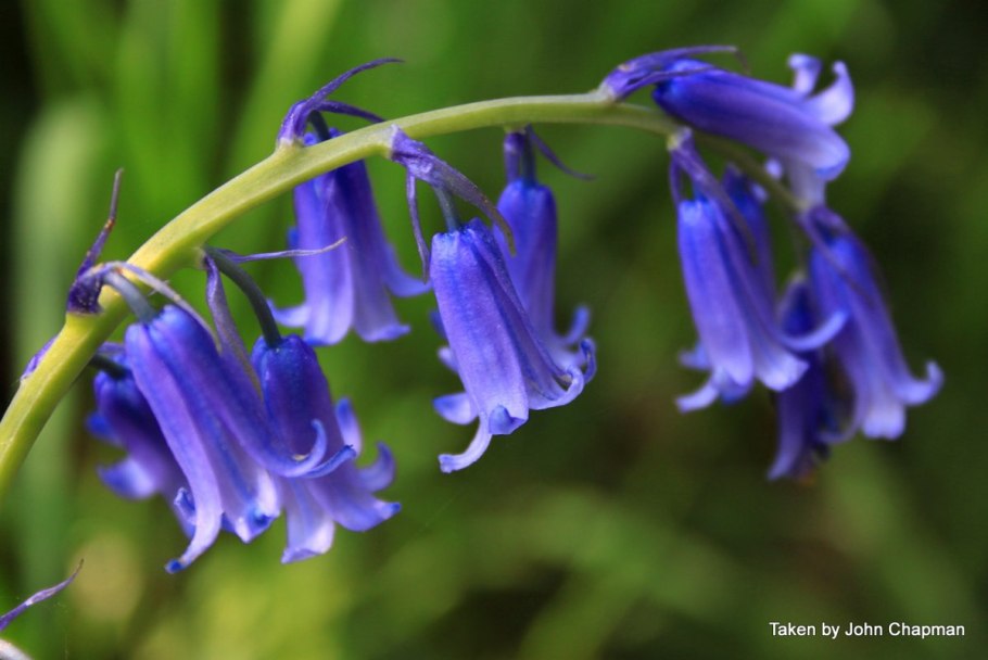 Колокольчик "цветы"