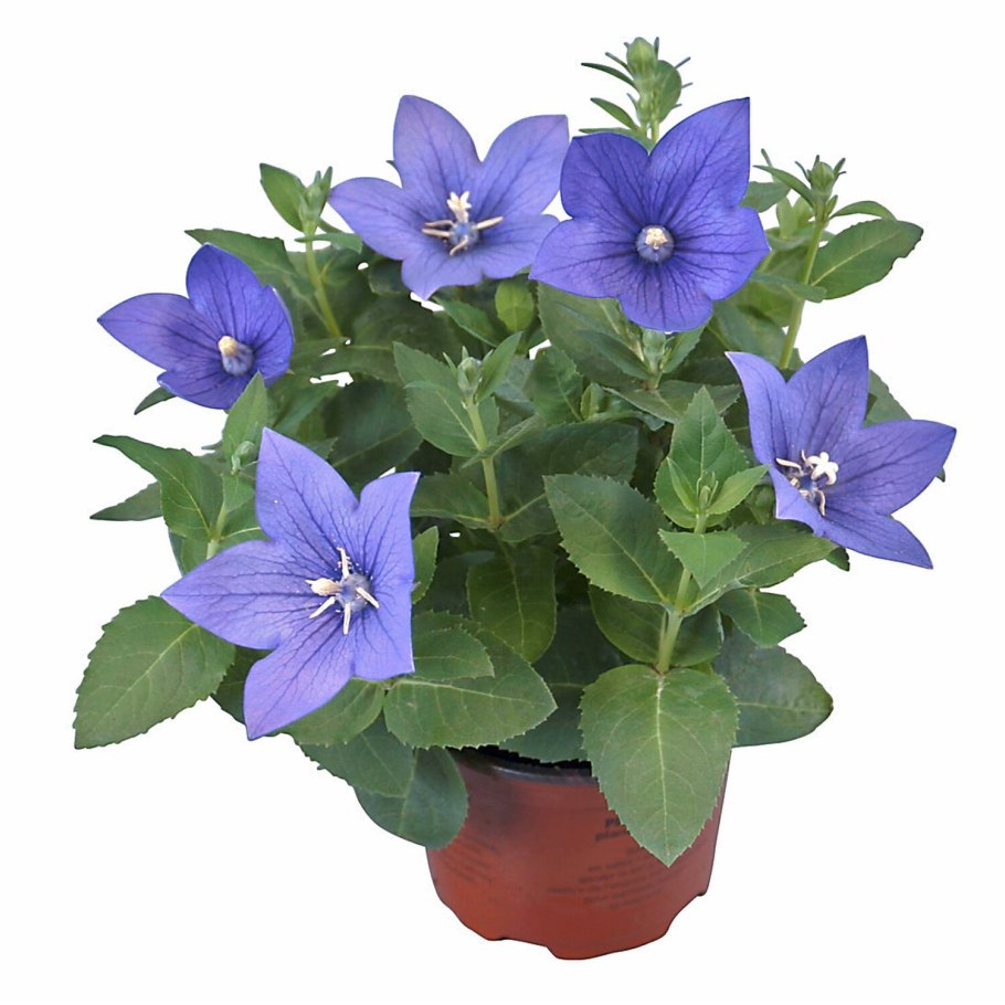 Кампанула платикодон