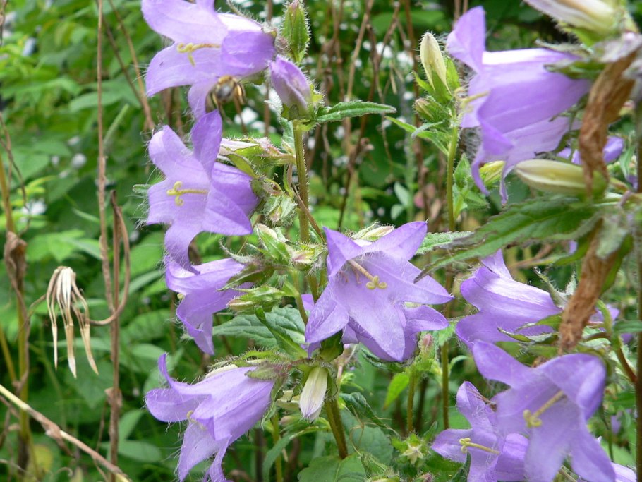 Campanula (колокольчик) trachelium