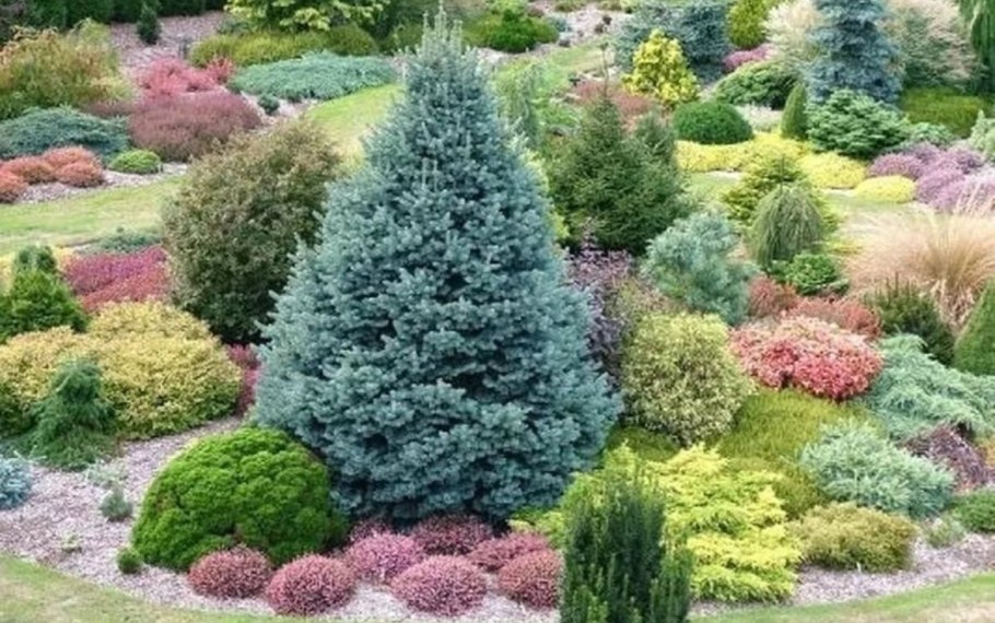 Пихта Горная (п. субальпийская) compacta / 50-70